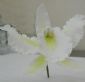 Gumpaste Hand Made Cattleya Orchid    2 Per Package