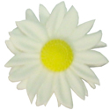 Gumpaste Hand Made Daisies   12 Per Package