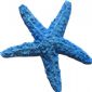 Starfish Mold